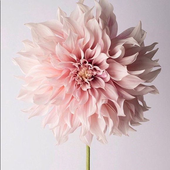 Meet your Posher, Cruz - Picture 1 of 1